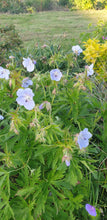 Geranium pratense Silver Queen