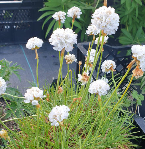 Armeria maritima 'Alba'