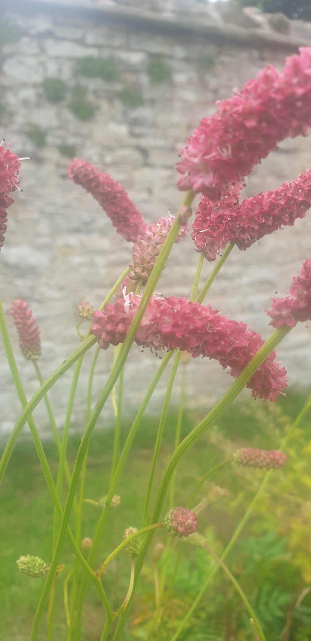 Sanguisorba obtusa