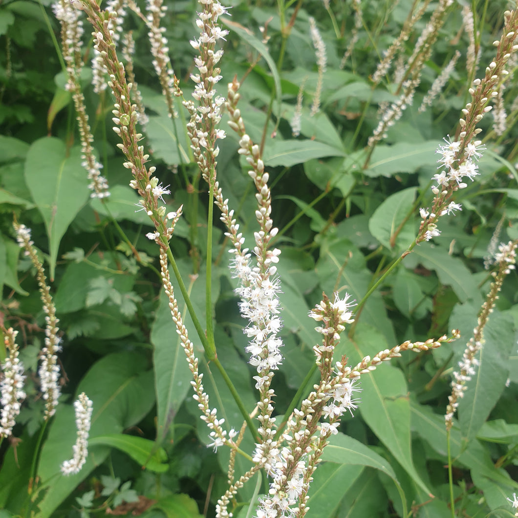 Veronicastrum Diane