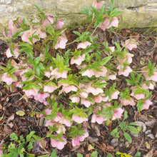 Helleborus orientalis purple hybrids