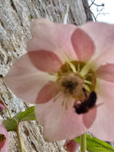 Helleborus orientalis purple hybrids