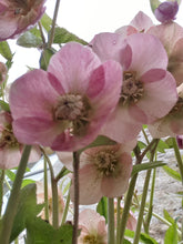 Helleborus orientalis purple hybrids