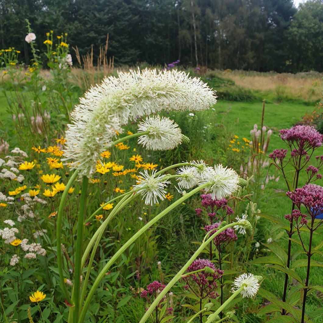 Sanguisorba tenuifolia var. alba 'Korean Snow'