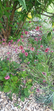 Geum Bell Bank