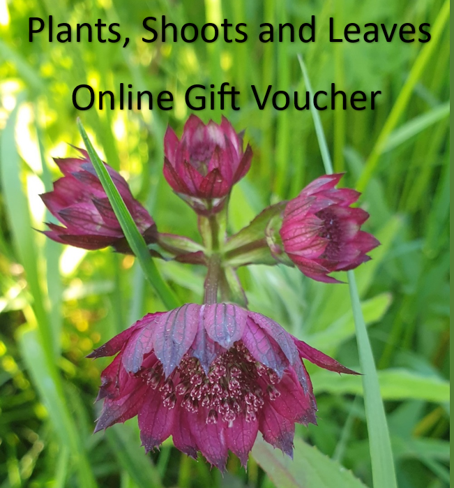 Title card for gift card Plants, Shoots and Leaves Online Gift Voucher