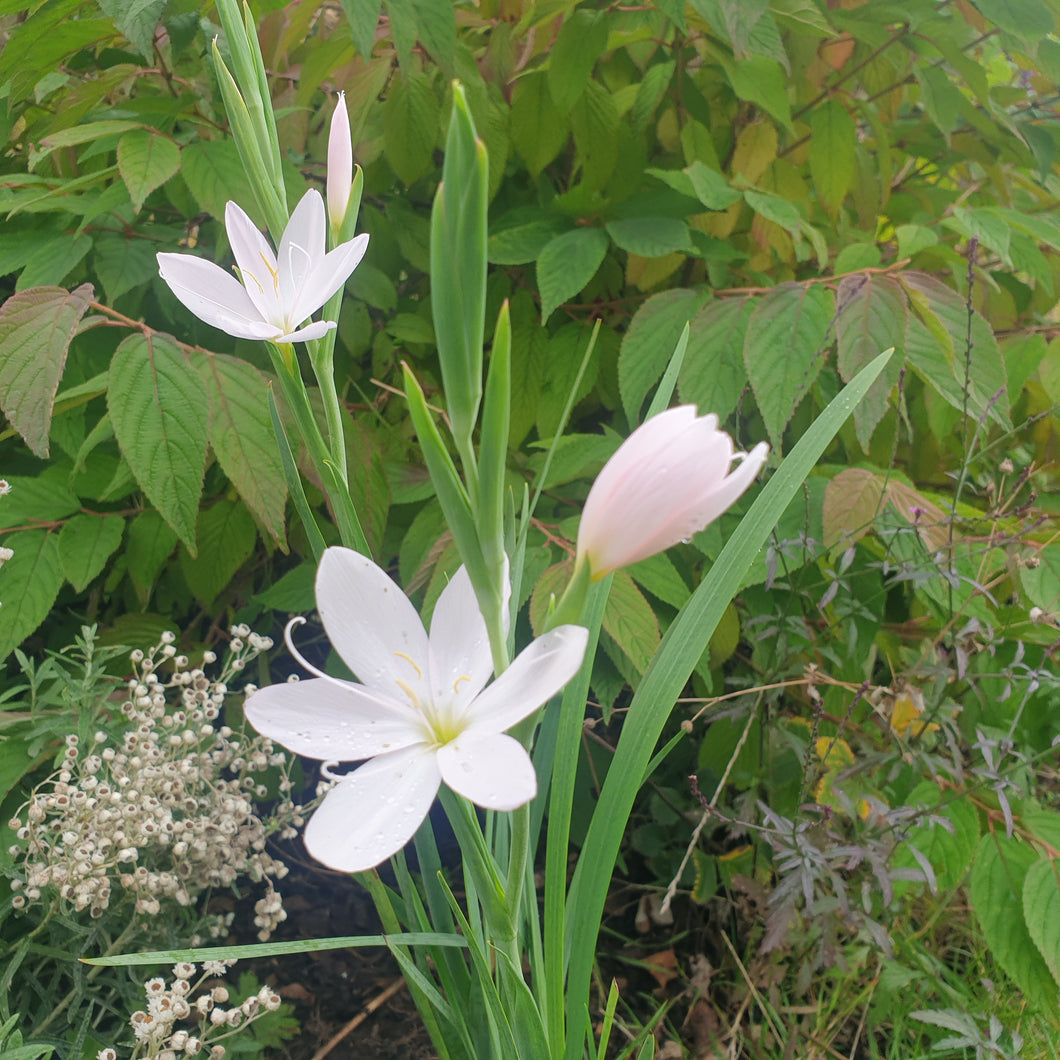 Hesperantha coccinea Wilfred H. Bryant (Pink Princess)