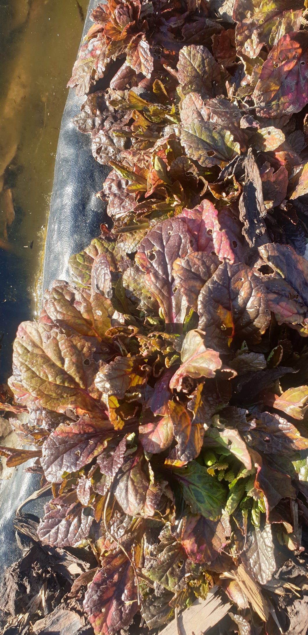Ajuga reptans 'Rainbow'
