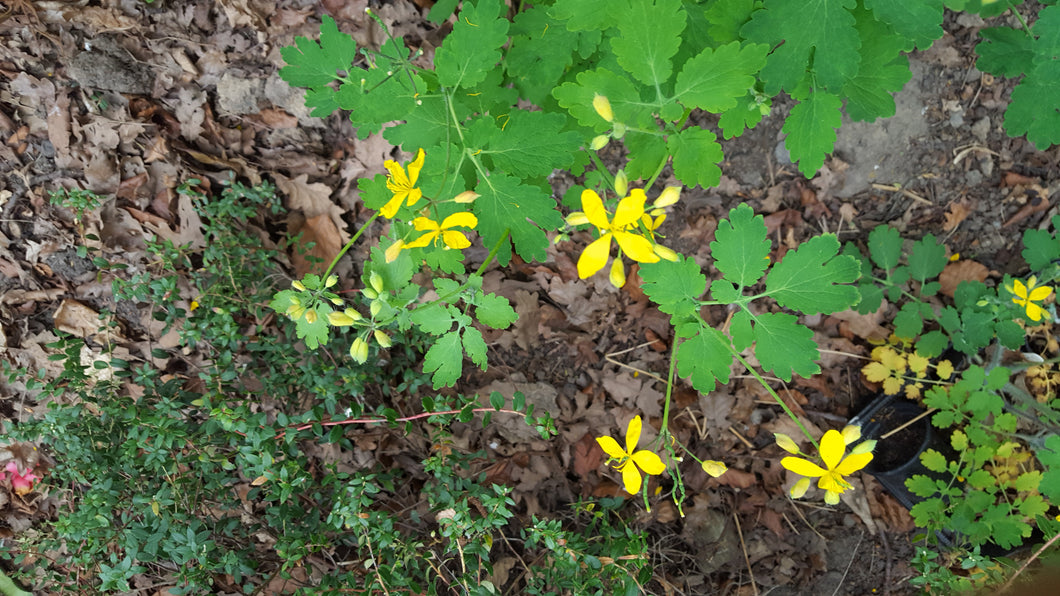 Chelidonium majus