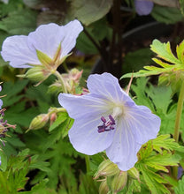 Geranium pratense Silver Queen