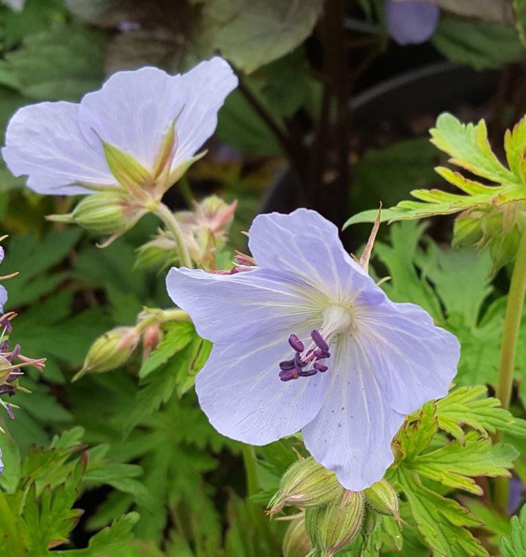 Geranium pratense Silver Queen