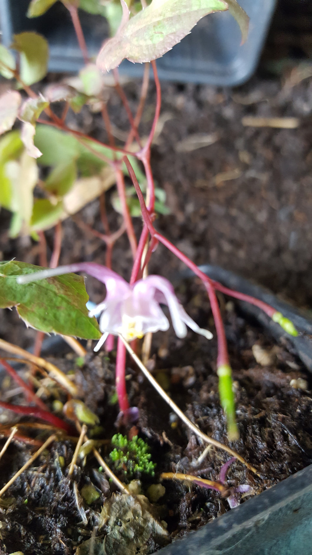 Epimedium grandiflorum Purple Pixie PBR