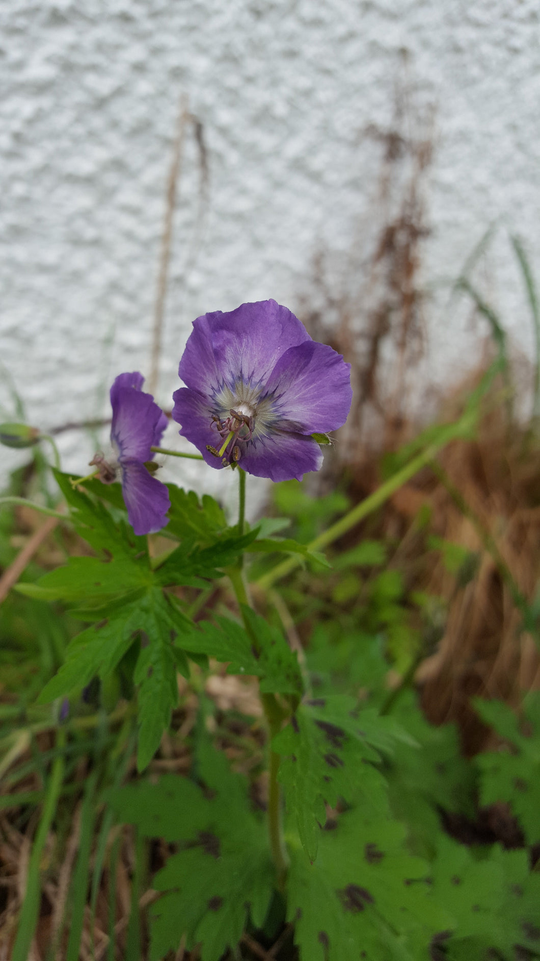 Geranium phaeum 'Lavender Pinwheel'