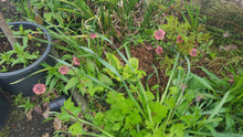 Geum Bell Bank