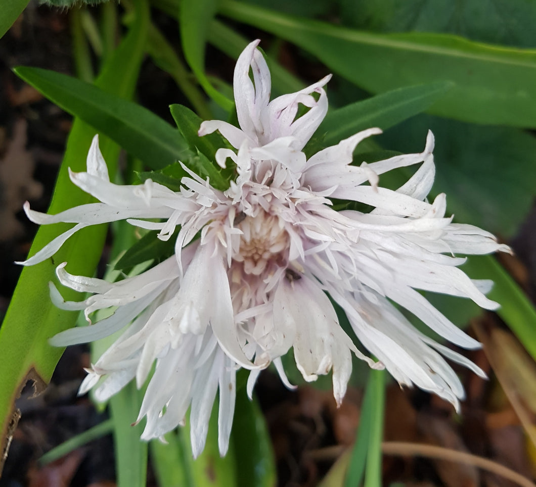Stokesia laevis 'Alba'