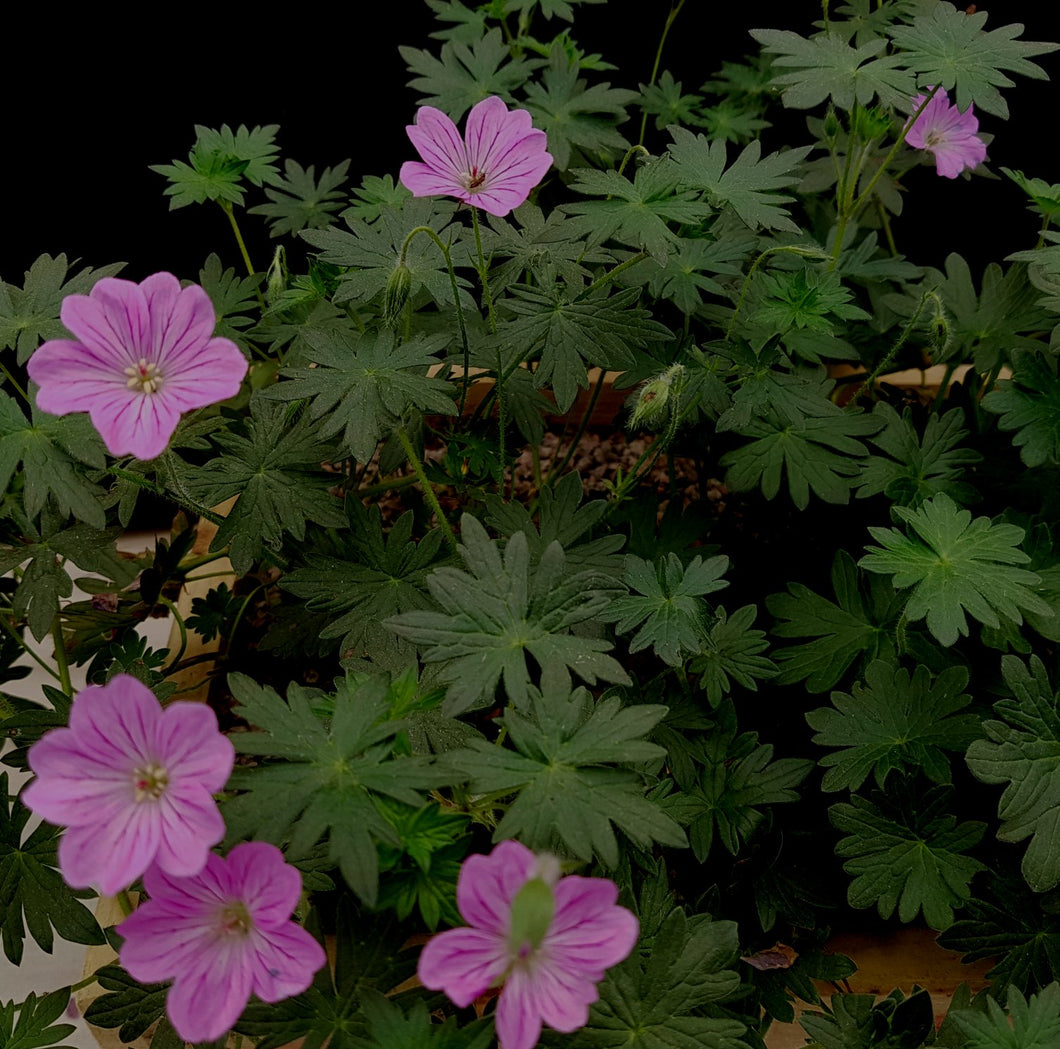 Geranium 'Blushing Turtle 'PBR'