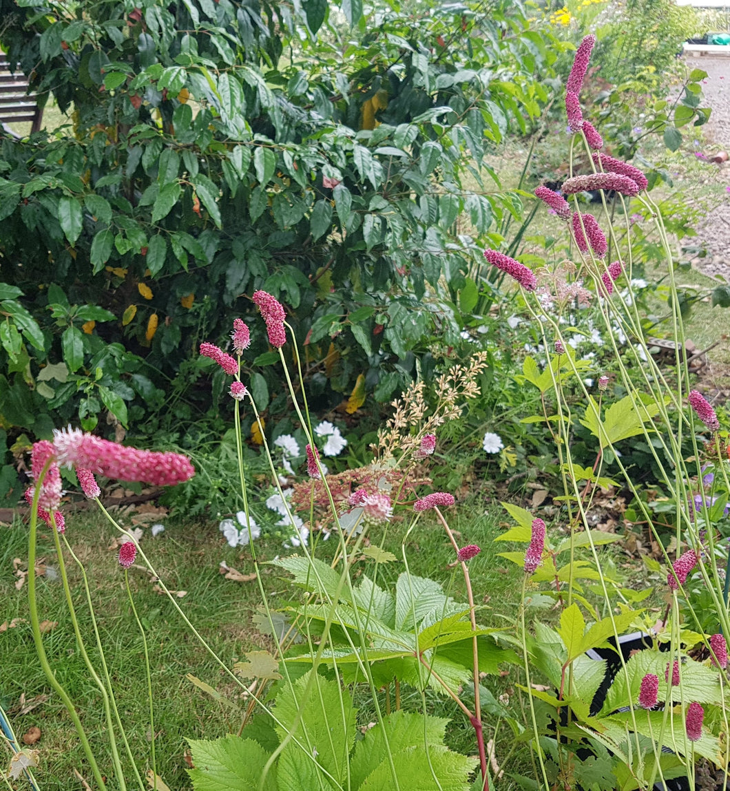 Sanguisorba purpurea