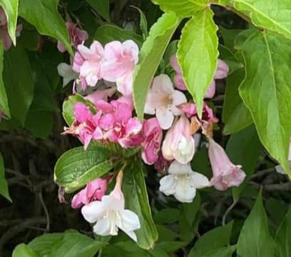 Weigela 'Dart's Colour Dream'