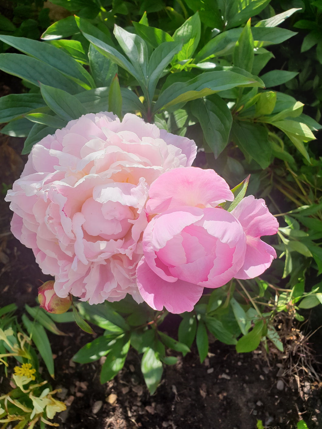 Paeonia Sarah Bernhardt