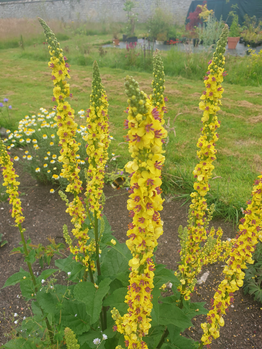 Verbascum nigrum