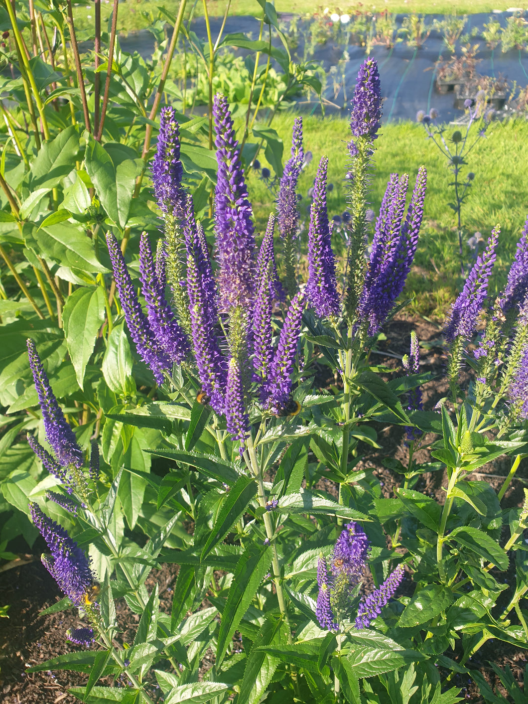 Veronica longifolia