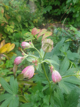 Astrantia Rose Symphony (Roseninfonie)