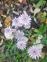 Astrantia Rose Symphony (Roseninfonie)