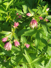 Astrantia Rose Symphony (Roseninfonie)