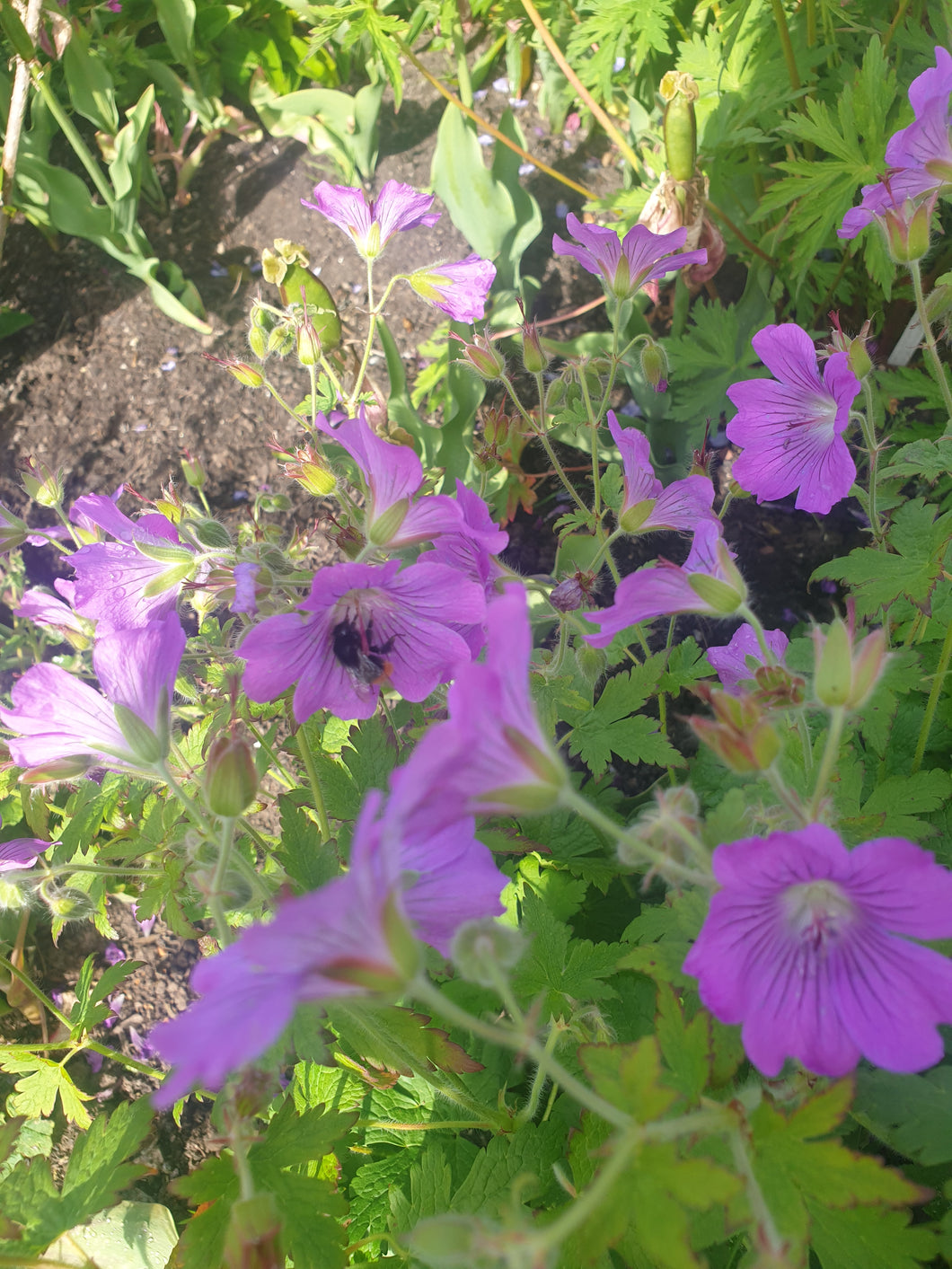Geranium Sirak