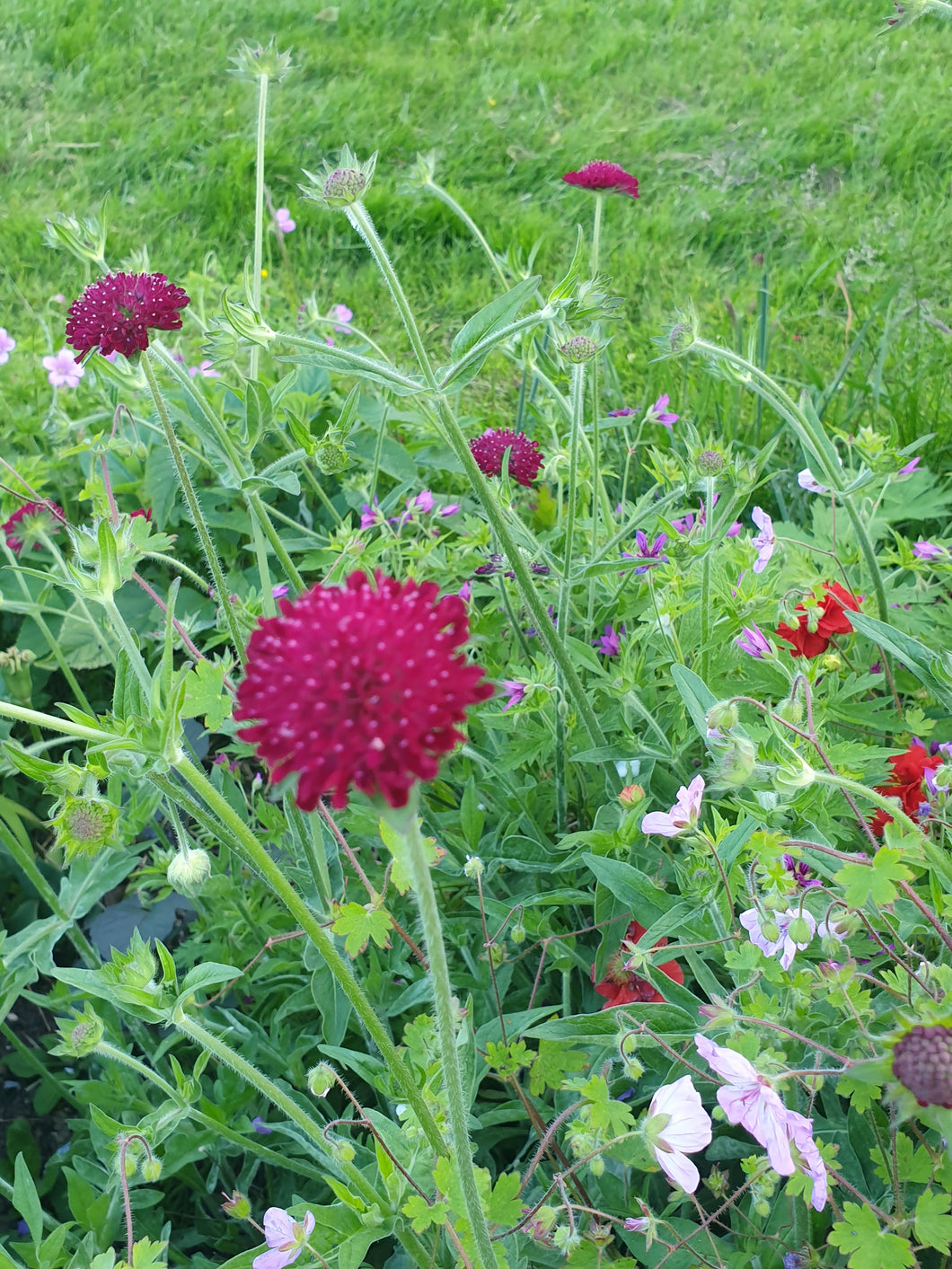 Knautia macedonica