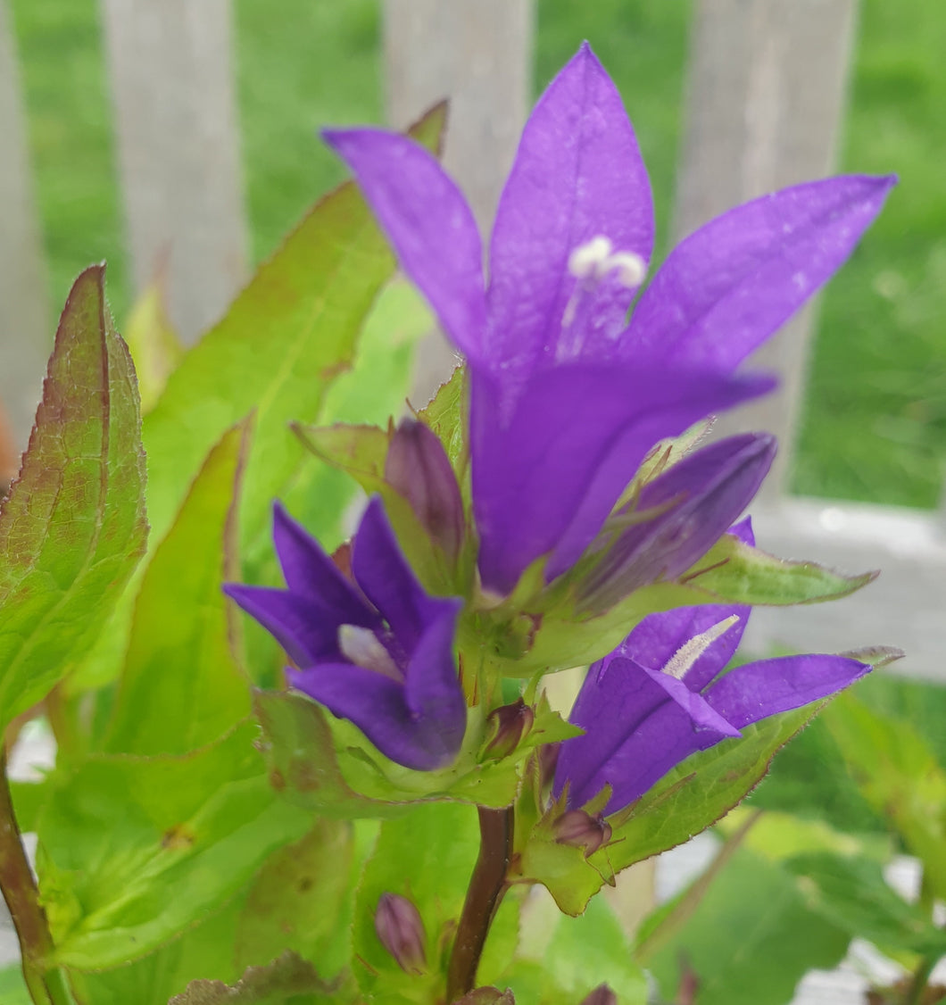 Campanula glomerata 'Superba' AGM