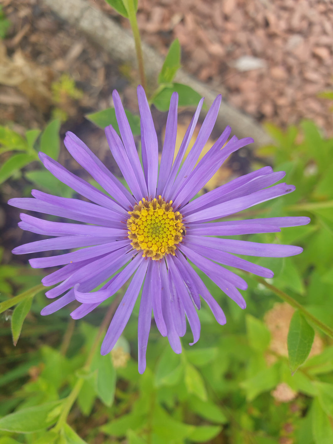 Aster x frikartii. 'Wunder von Staffa'