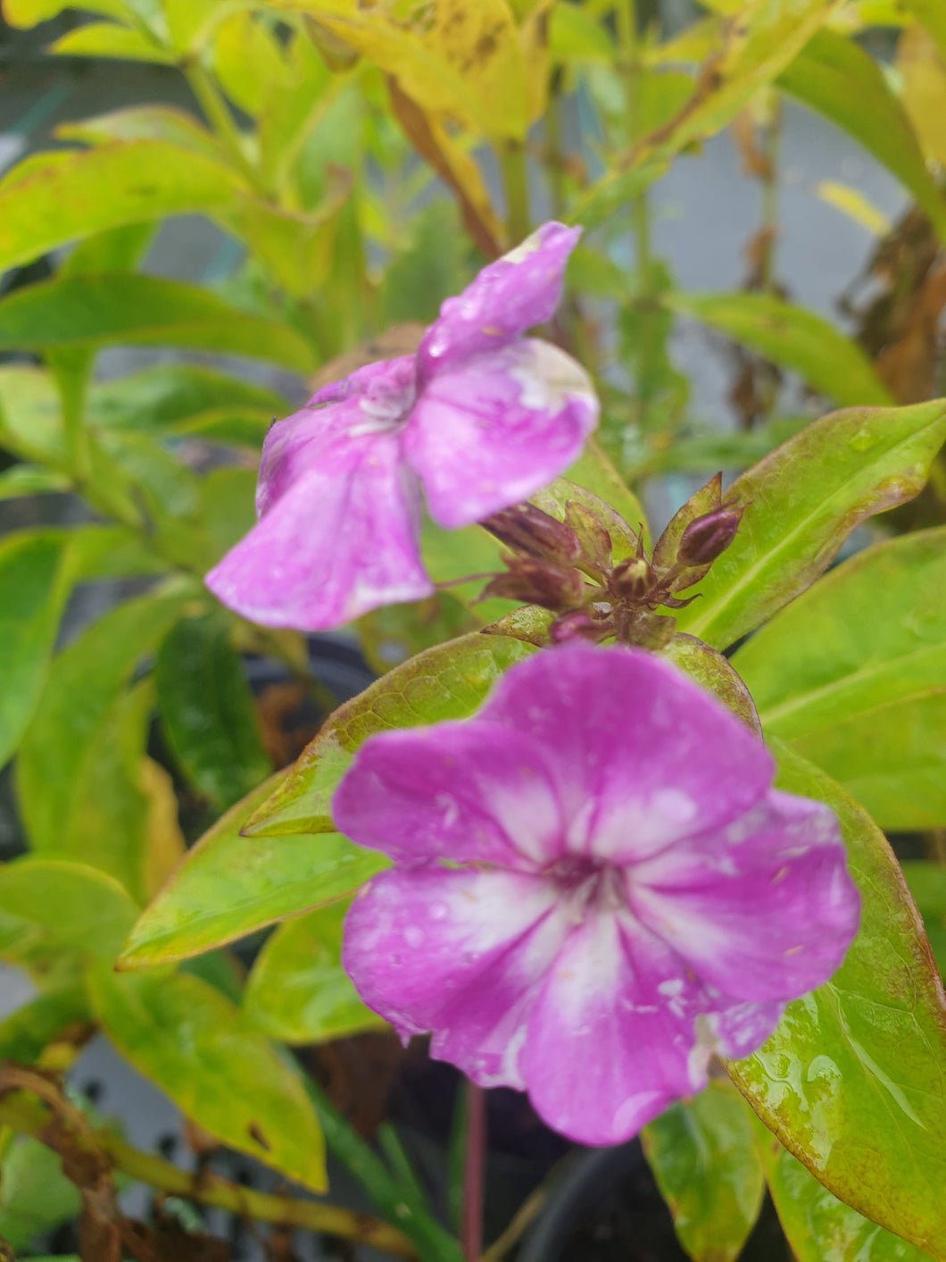 Phlox paniculata 'Border Gem'