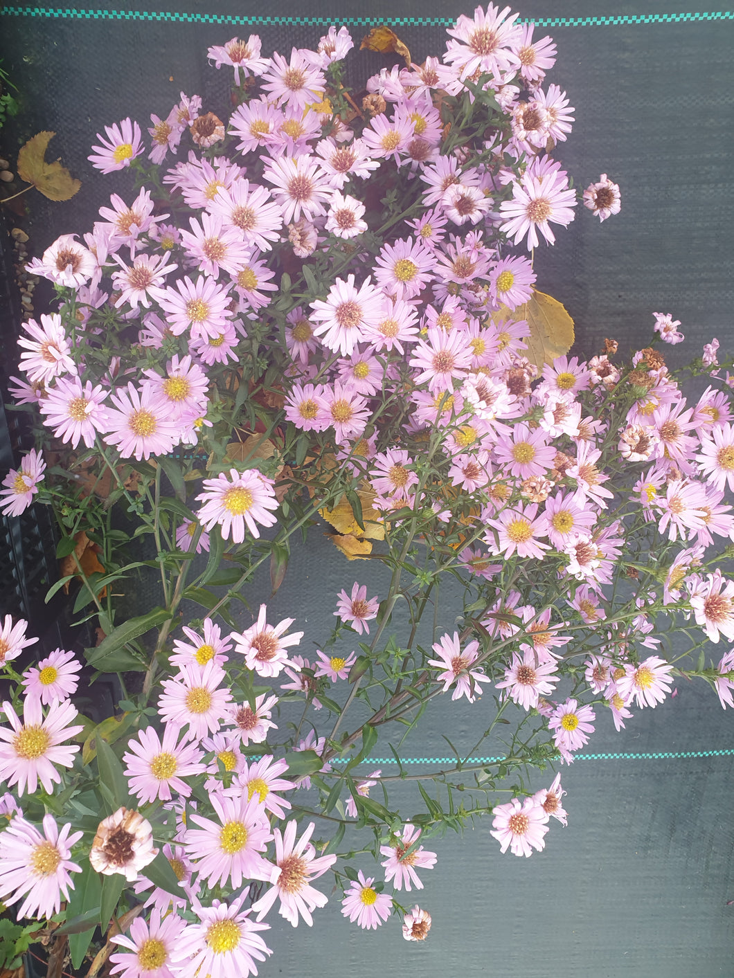 Aster novi-belgii 'Little Pink Beauty'