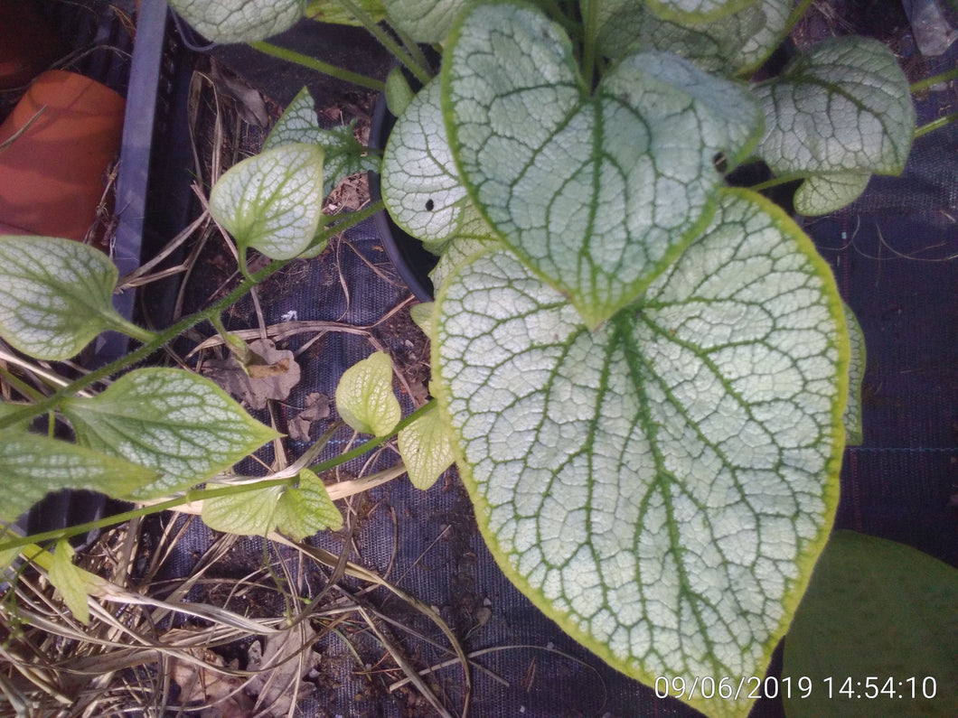 Brunnera macrophylla 'Silver Heart'