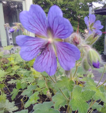 Geranium reynardii 'Phillipe Vapelle'