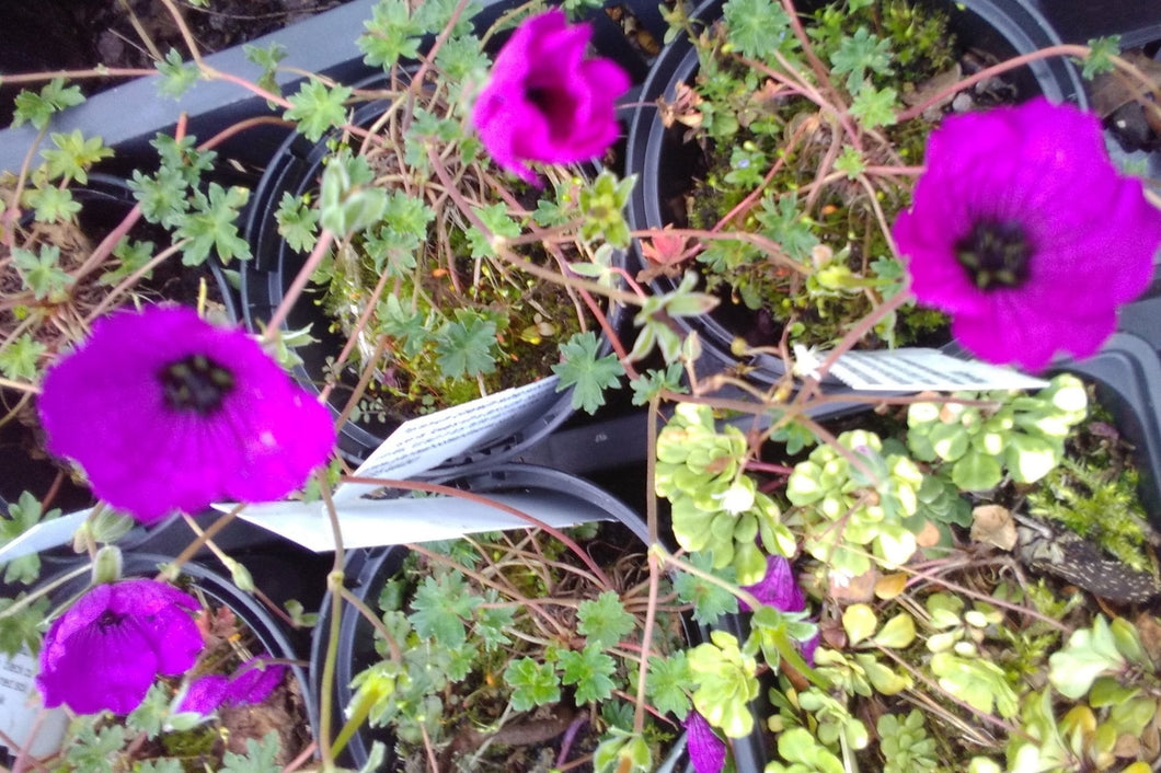 Geranium cinereum subsp subcaulescans Guiseppii AGM