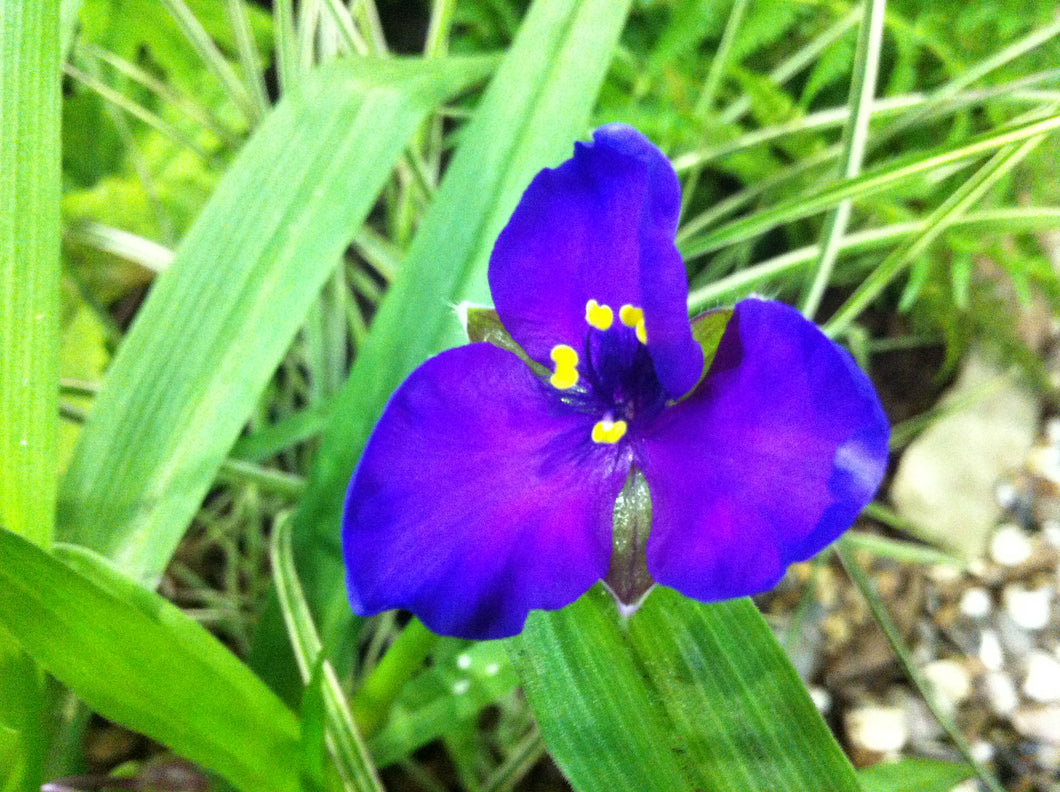 Tradescantia Isis AGM