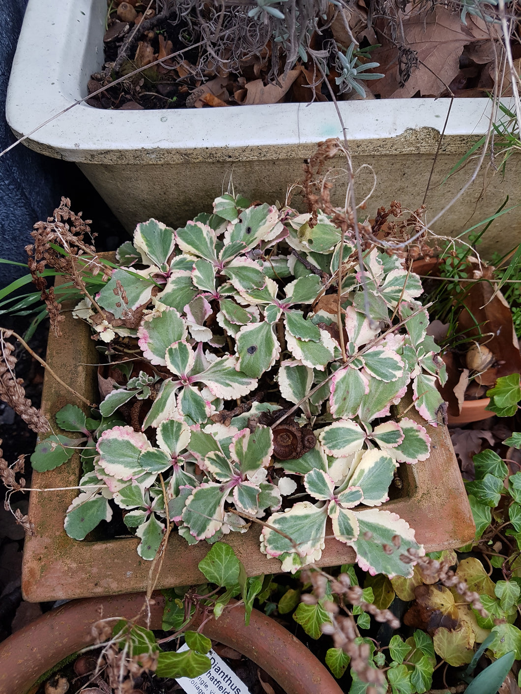 Chiastophyllum oppositifolium 'Jim's Pride'
