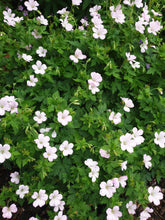 Geranium x oxonianum Rebecca Moss