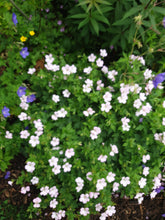 Geranium x oxonianum Rebecca Moss