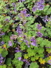 Geranium reynardii 'Phillipe Vapelle'