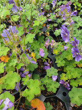 Geranium reynardii 'Phillipe Vapelle'