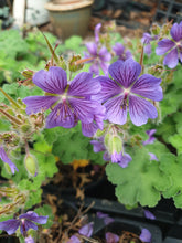 Geranium reynardii 'Phillipe Vapelle'