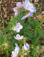 Geranium pratense Silver Queen