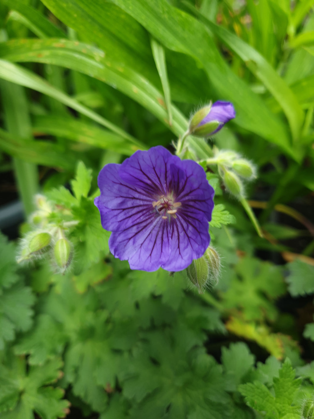 Geranium 'Alan Mayes'
