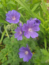 Geranium 'Alan Mayes'