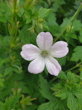 Geranium x oxonianum Rebecca Moss