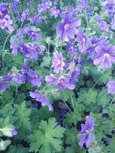Geranium 'Alan Mayes'