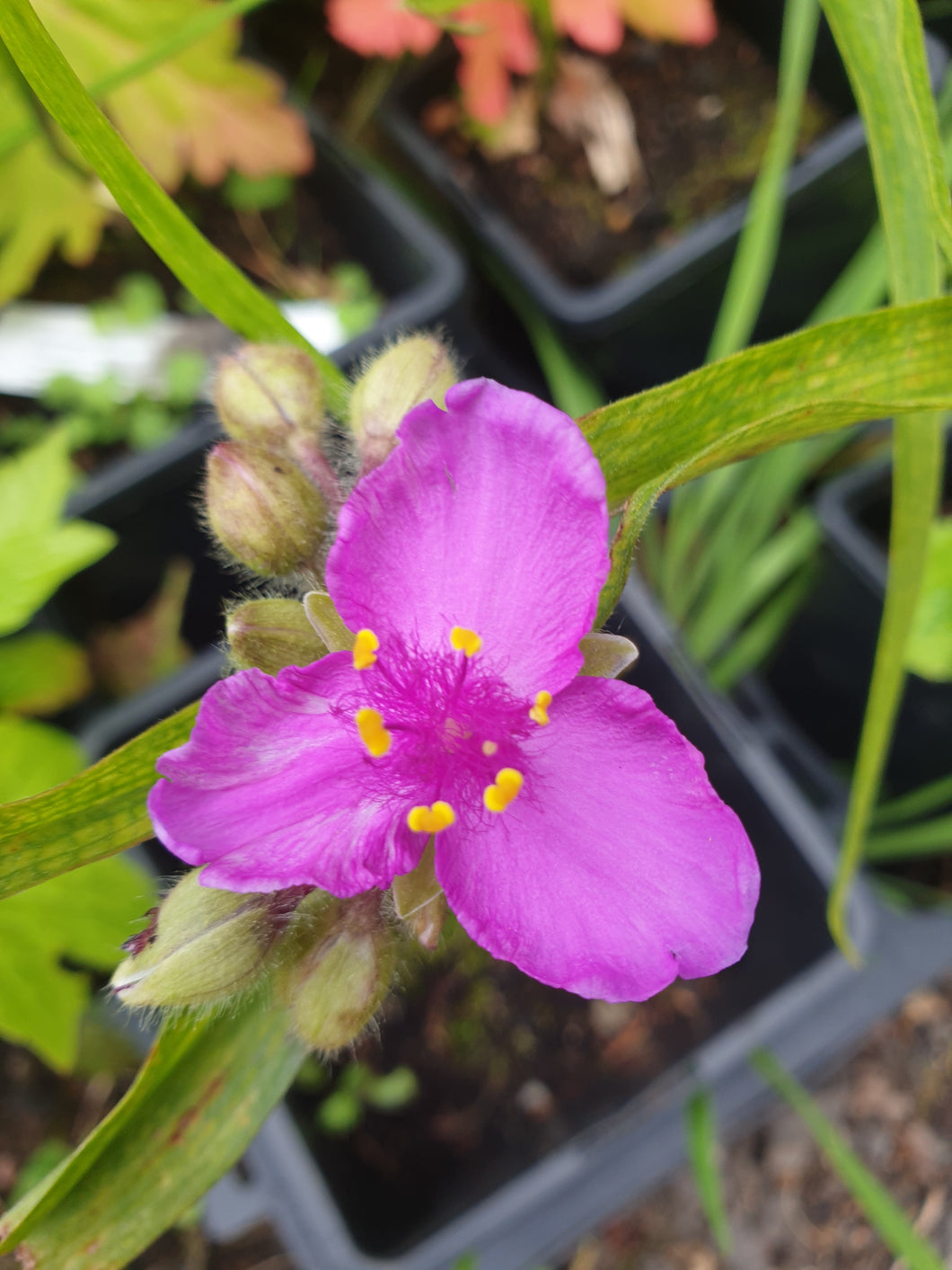 Tradescantia rubrum